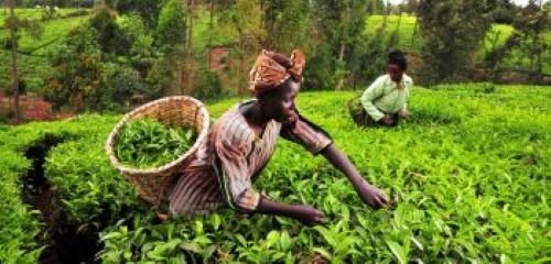 AFRICA FOOD SYSTEM